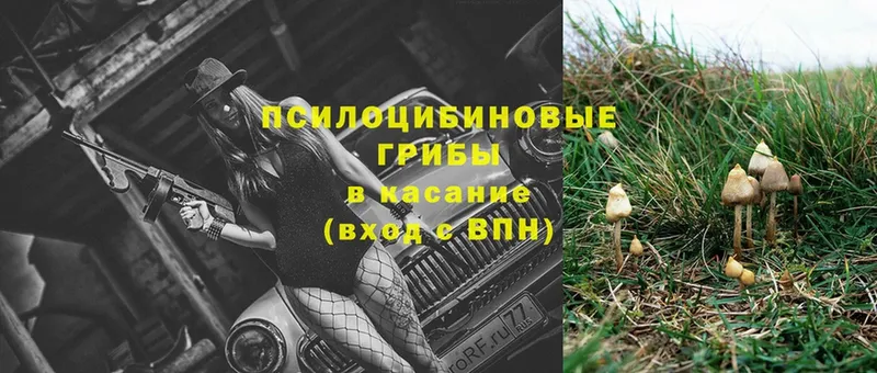 Галлюциногенные грибы Psilocybe  Кыштым 